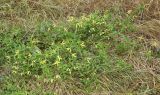 Clematis serratifolia. Заросли цветущих растений. Луганская народная республика, г. Луганск, ж. д. 10.09.2023.