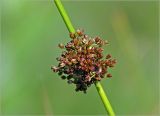 Juncus effusus