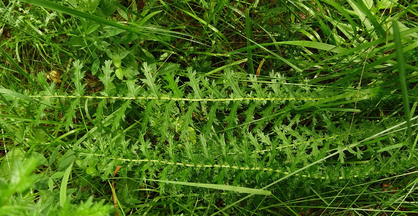 Изображение особи Filipendula vulgaris.