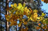 Quercus robur. Верхушка ветви с листьями в осенней окраске. Московская обл., Орехово-Зуевский гор. округ, окр. оз. Горбатое, опушка смешанного леса. 23.09.2023.