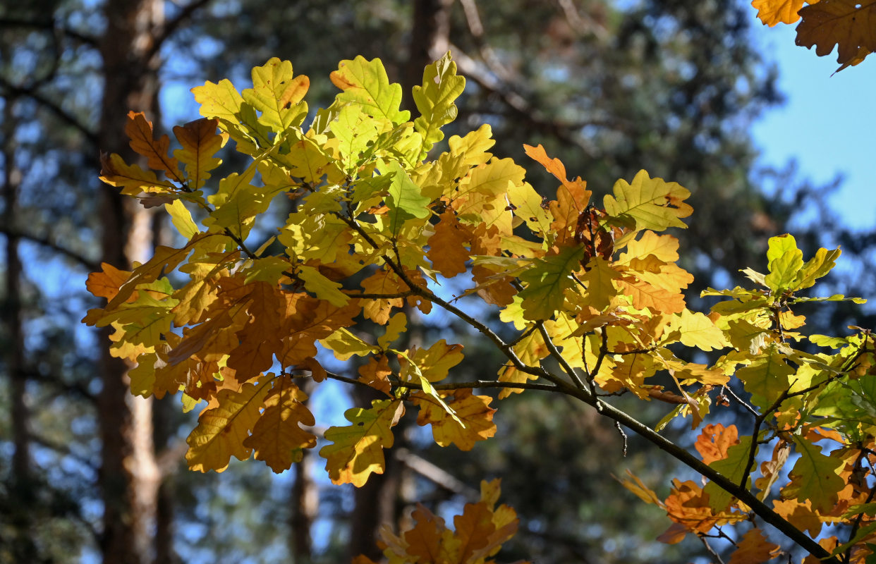 Изображение особи Quercus robur.