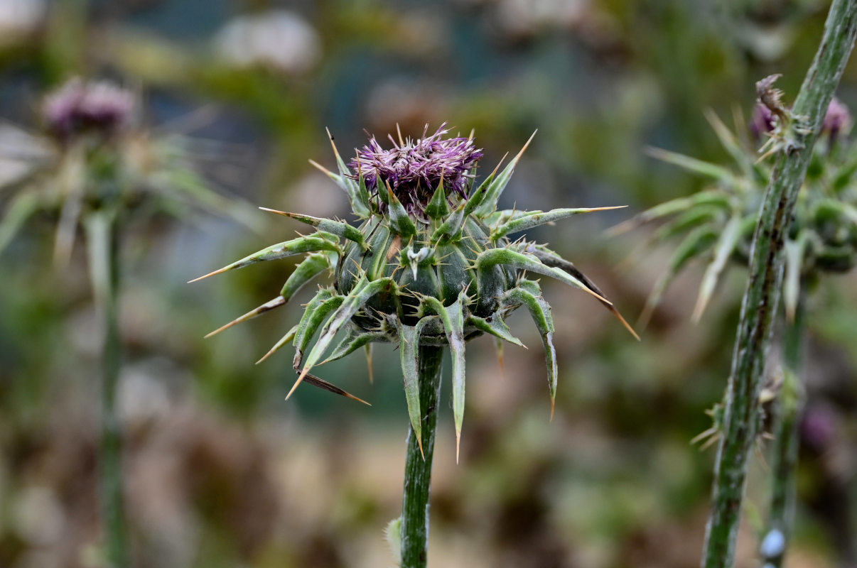 Изображение особи Silybum marianum.