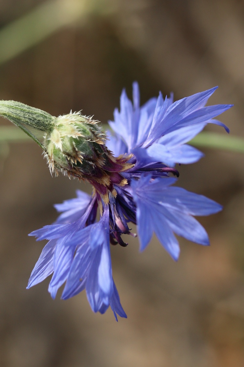 Image of Centaurea cyanus specimen.