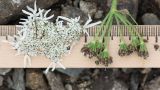 Heracleum apiifolium. Соцветие и соплодие. Карачаево-Черкесия, Урупский р-н, долина Ацгарских озёр, ≈ 2500 м н.у.м., морена между средними озёрами, альпийский луг, близ небольшого ручейка. 09.08.2023.