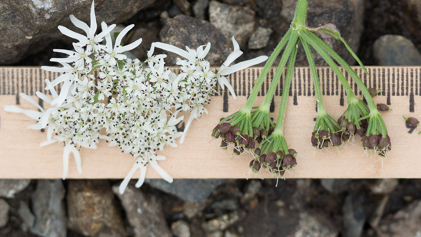 Image of Heracleum apiifolium specimen.