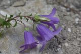 Campanula andina. Верхушка растения с цветками и бутоном. Чечня, Шаройский р-н, левый берег р. Шароаргун в 1,5 км выше устья р. Кенхи, склон горы. 12 августа 2023 г.