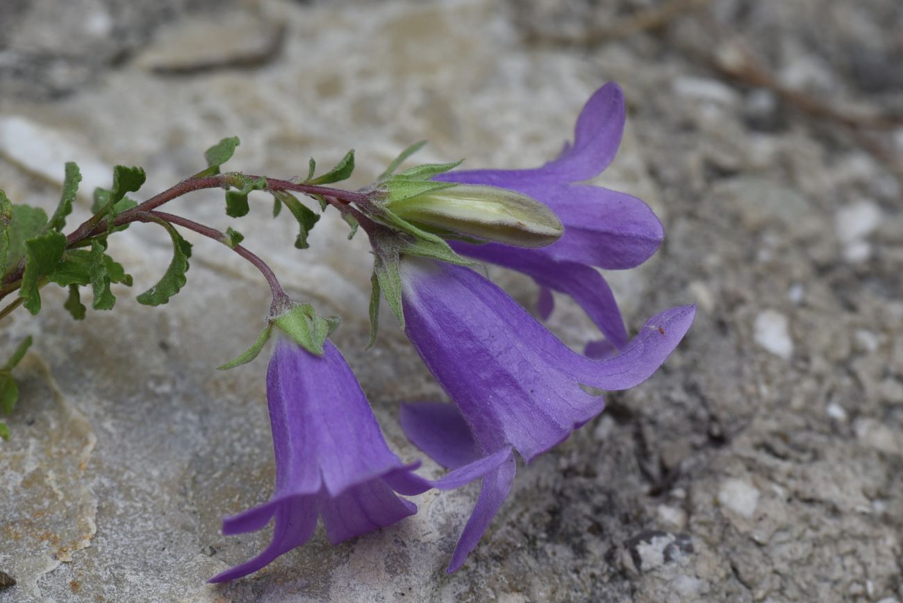 Изображение особи Campanula andina.