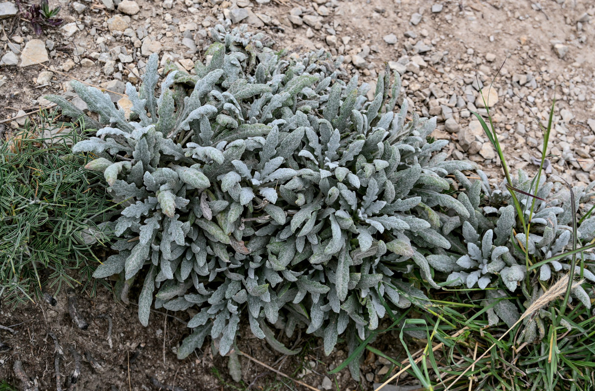 Image of Salvia canescens specimen.