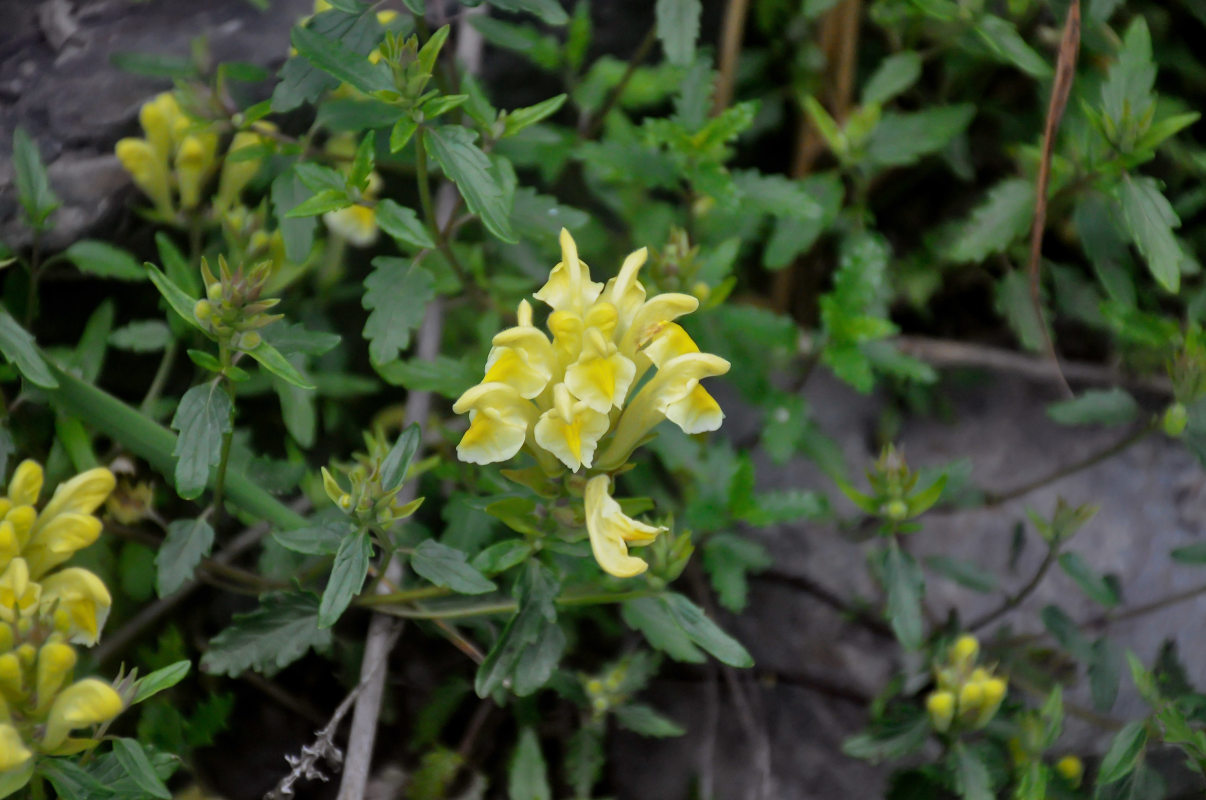 Изображение особи Scutellaria polyodon.