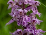 Dactylorhiza fuchsii. Цветки. Московская обл., Талдомский р-н, окр. пгт Запрудня, смешанный лес. 25.06.2023.