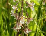 Epipactis palustris