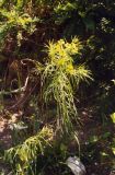 Euphorbia uralensis. Цветущее растение. Ростовская обл., г. Ростов-на-Дону, левый берег Дона. Конец июня 2006 г.