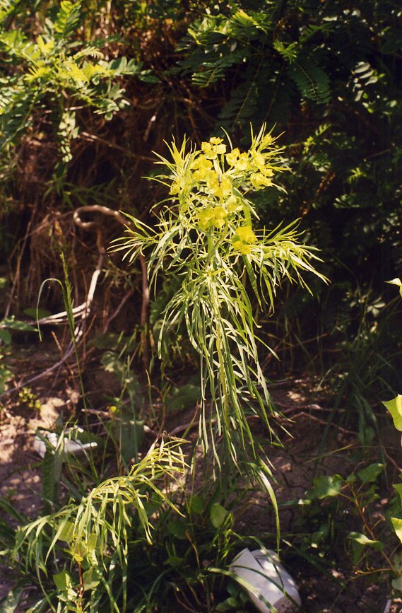 Изображение особи Euphorbia uralensis.