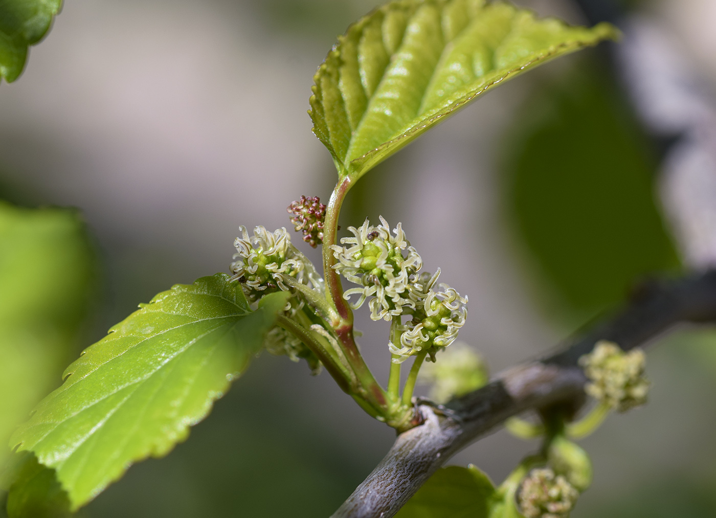 Изображение особи Morus alba.