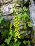 Chiastophyllum oppositifolium. Соцветие. Краснодарский край, г/о Сочи, Хостинский р-н, Тисо-самшитовая роща, трещина в скале. 01.06.2022.