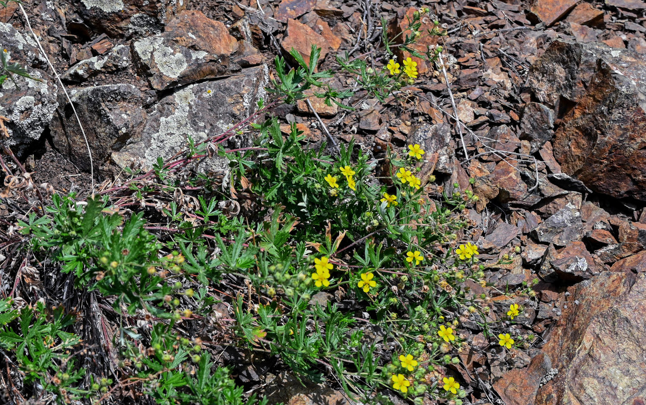 Изображение особи род Potentilla.