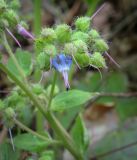 Trachystemon orientalis