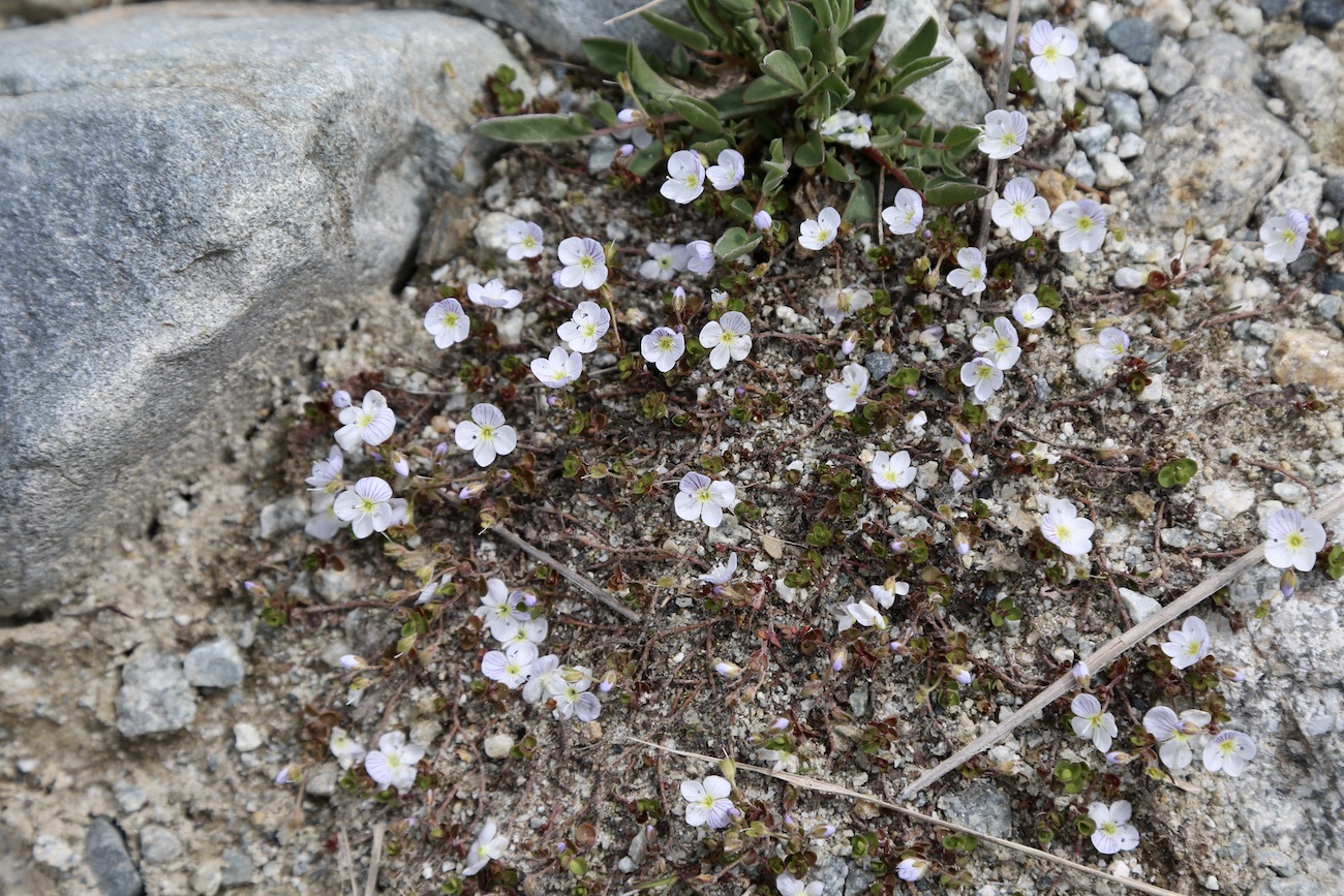 Image of Veronica glareosa specimen.