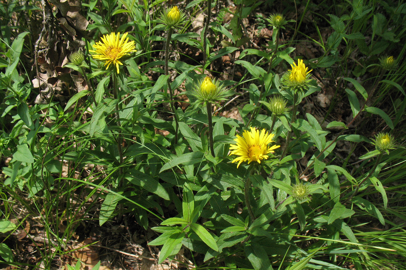 Изображение особи Inula hirta.