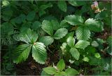 Fragaria vesca