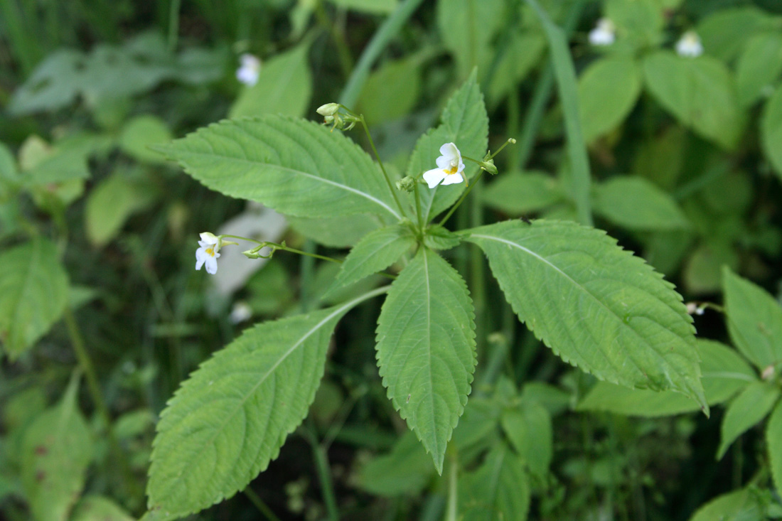Изображение особи Impatiens parviflora.