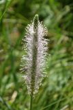 Plantago media