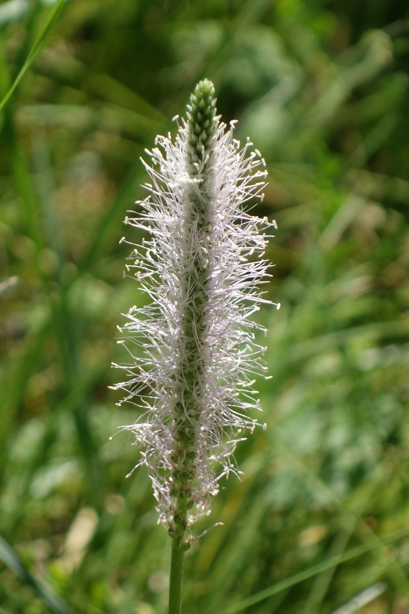 Image of Plantago media specimen.