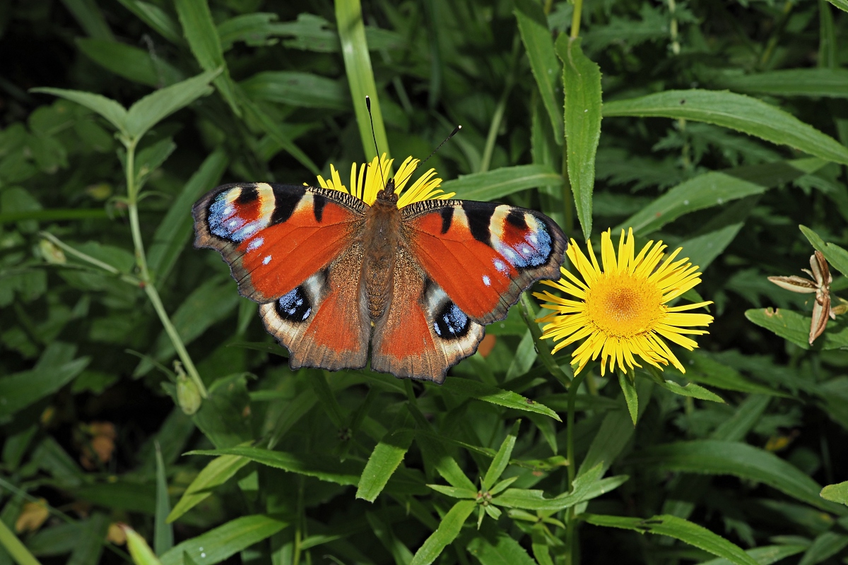 Image of Inula salicina specimen.