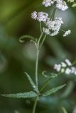 Torilis japonica