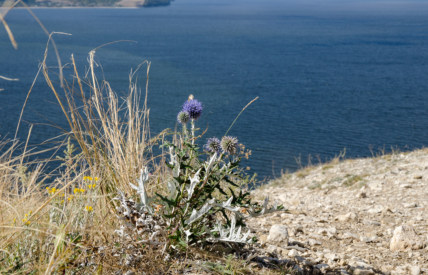 Image of Echinops saksonovii specimen.