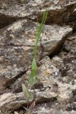Iljinskaea planisiliqua