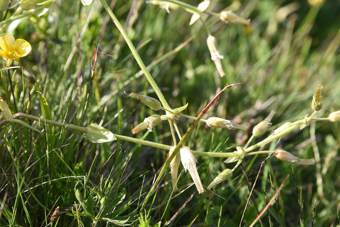 Image of genus Cerastium specimen.