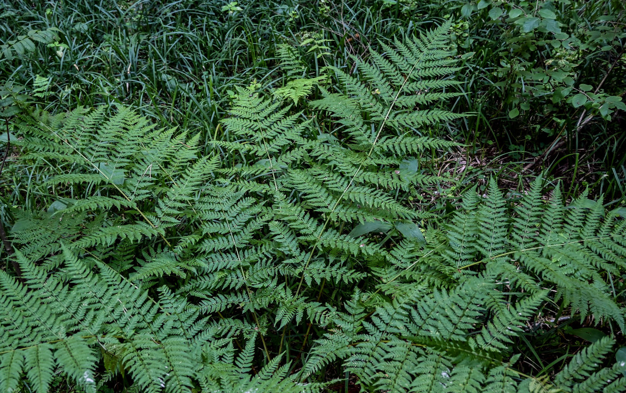 Изображение особи Dryopteris expansa.