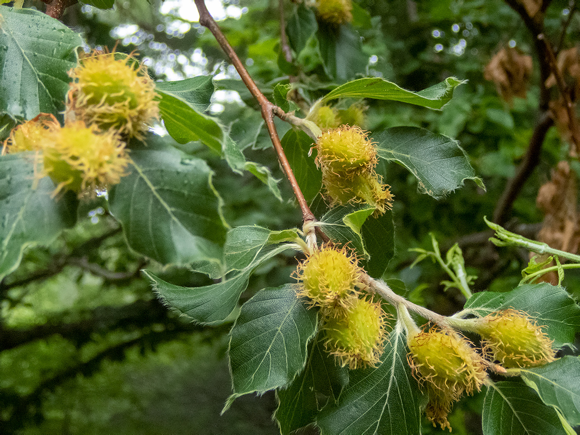 Image of Fagus × taurica specimen.