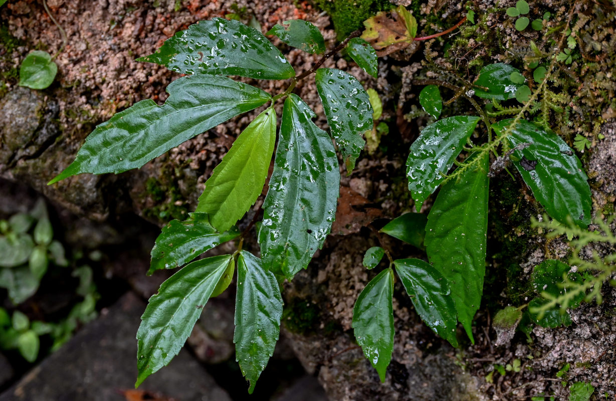 Изображение особи Elatostema platyphyllum.