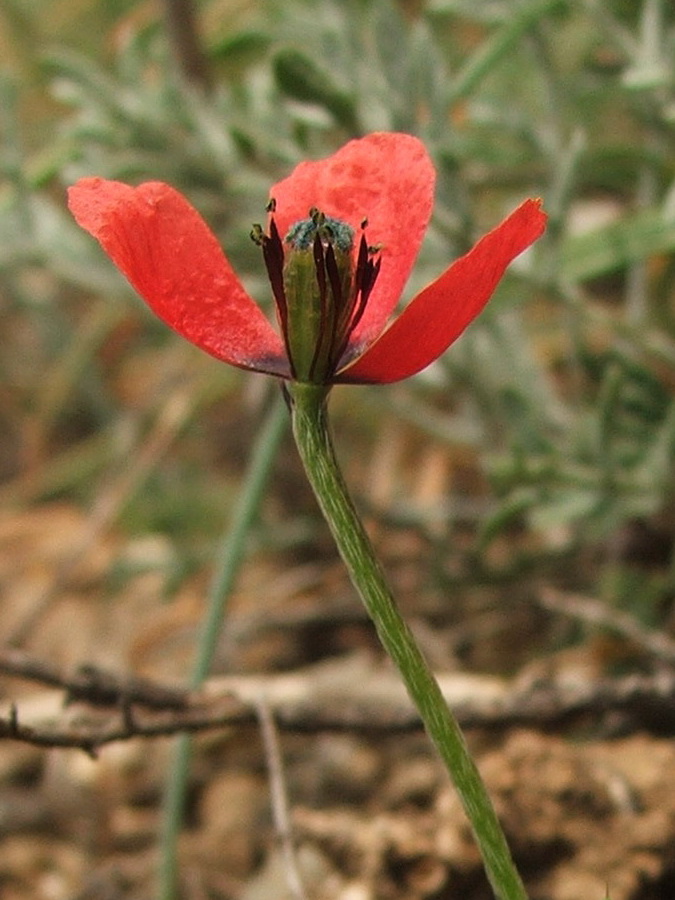 Изображение особи Papaver minus.