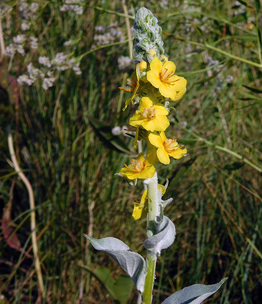 Image of Verbascum gnaphalodes specimen.