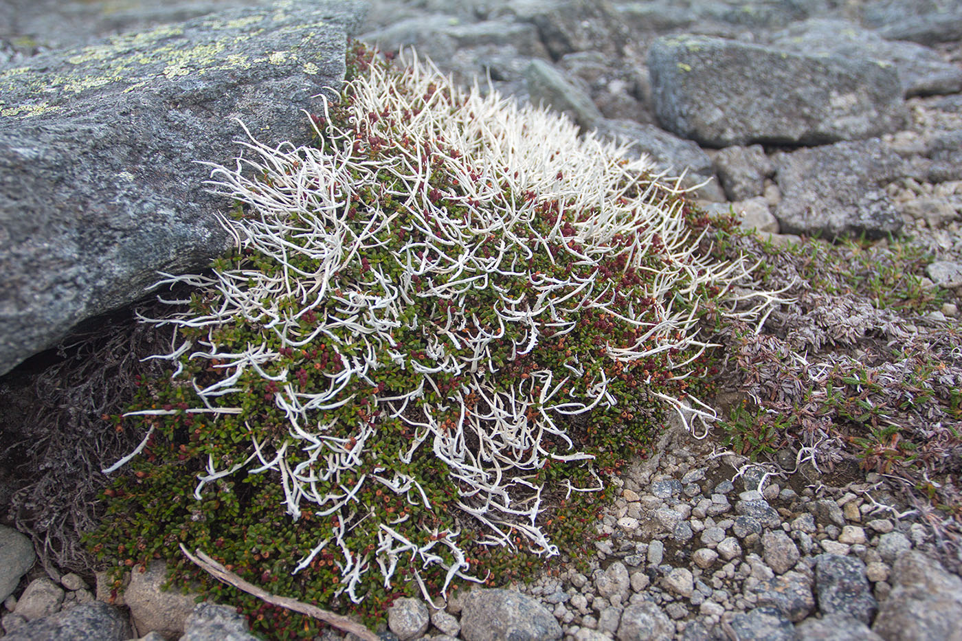 Изображение особи Thamnolia vermicularis.