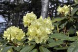 Rhododendron aureum. Соцветия. Приморский край, Чугуевский муниципальный округ, склон горы Голец, ~1400 м н.у.м., кромка каменистой осыпи. 08.06.2024.