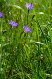 genus Campanula. Верхушки цветущих и бутониирующих веточек. Оренбургская обл., Беляевский р-н, Донской сельсовет, каменистая степь. 28 мая 2024 г.
