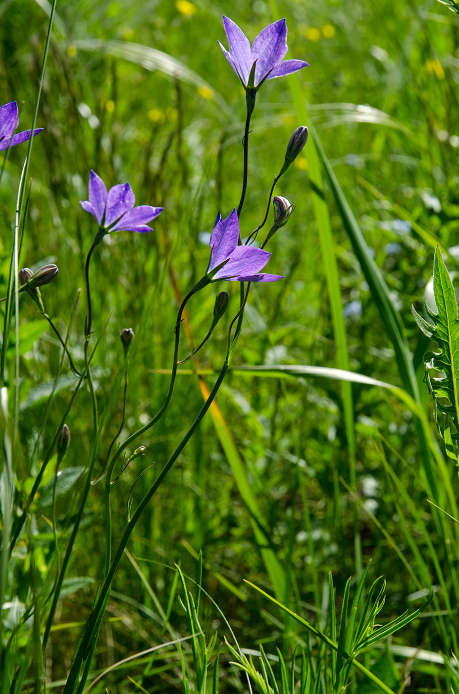 Image of Campanula wolgensis specimen.