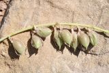 род Astragalus