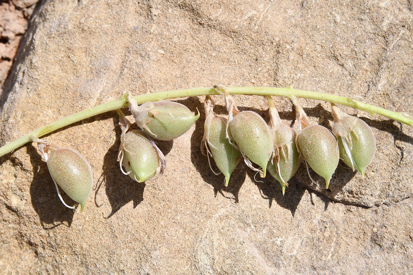 Image of genus Astragalus specimen.