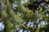 Cunninghamia lanceolata