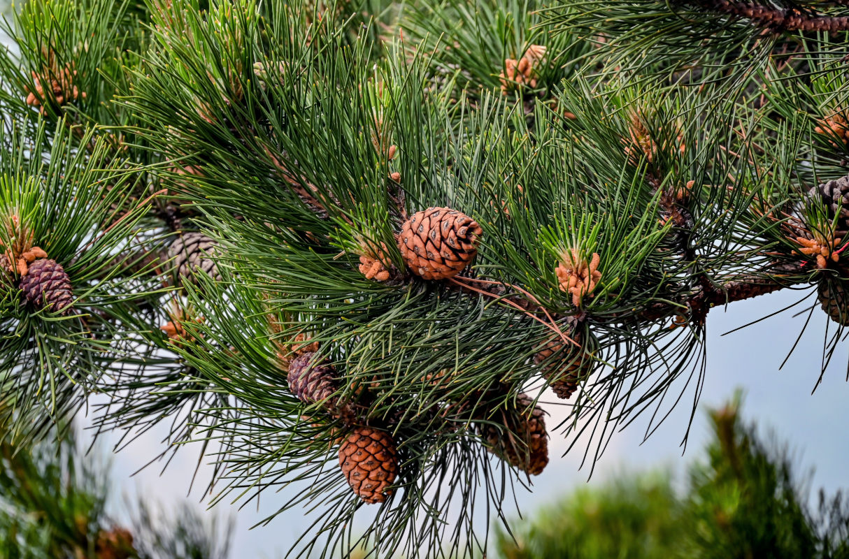 Image of Pinus densata specimen.