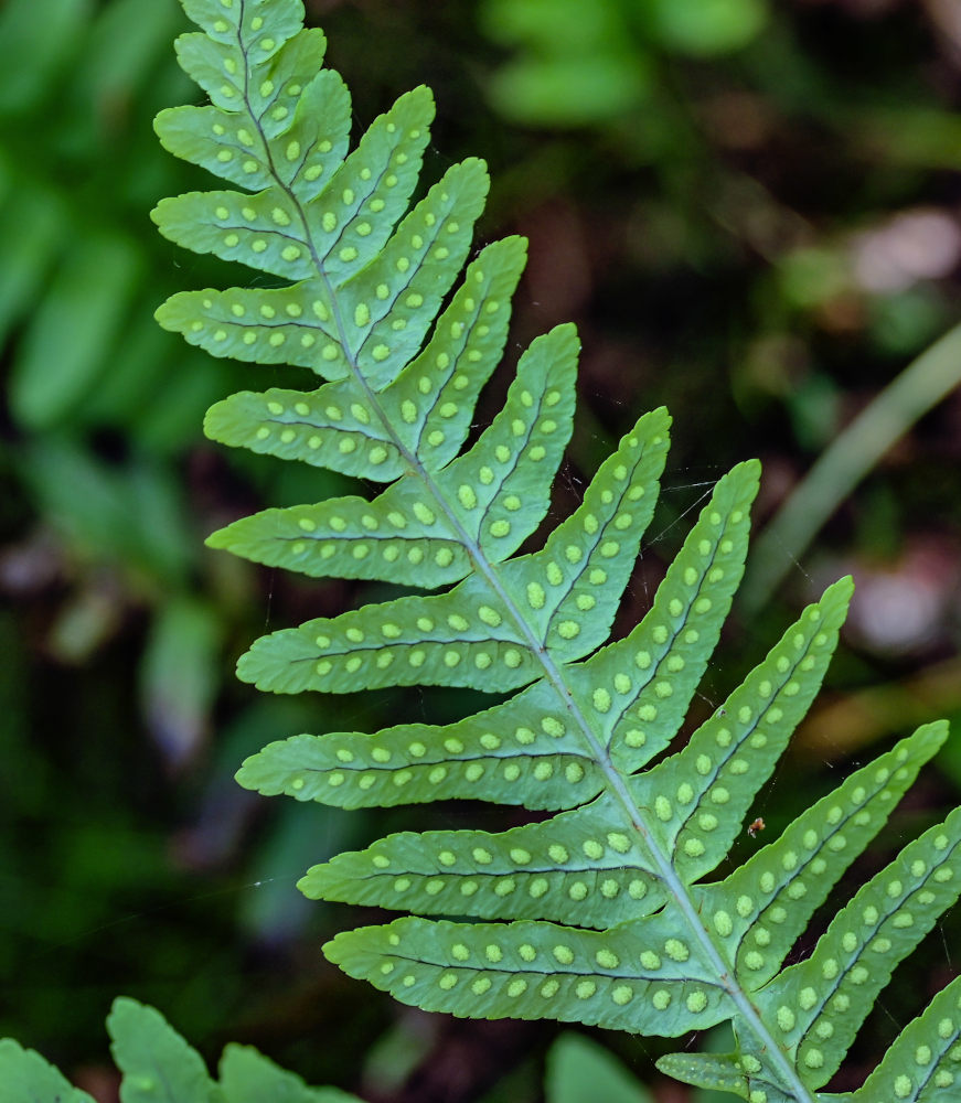 Изображение особи Polypodium vulgare.