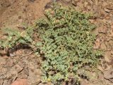 Cicer songaricum