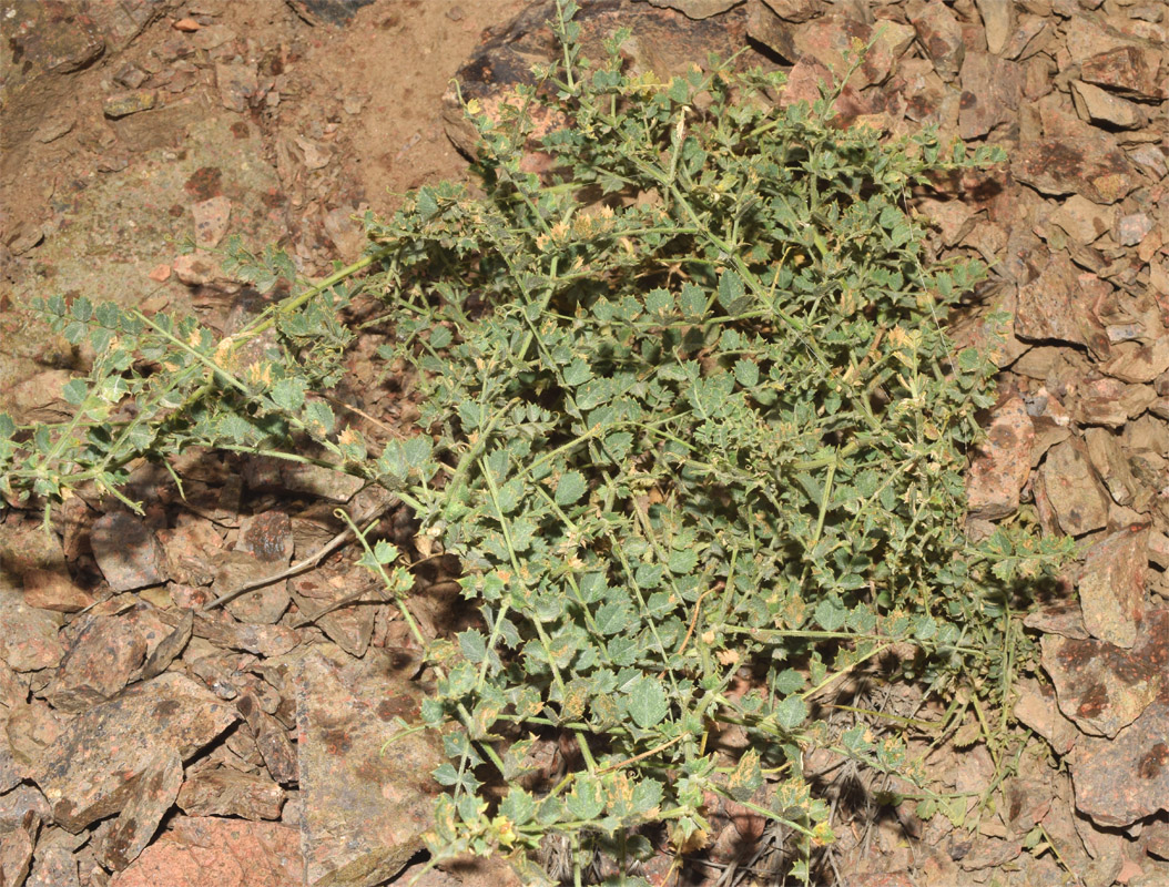 Image of Cicer songaricum specimen.