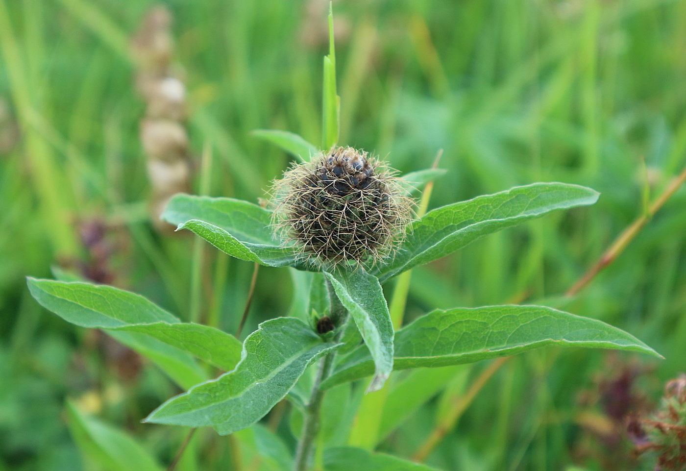 Image of genus Centaurea specimen.