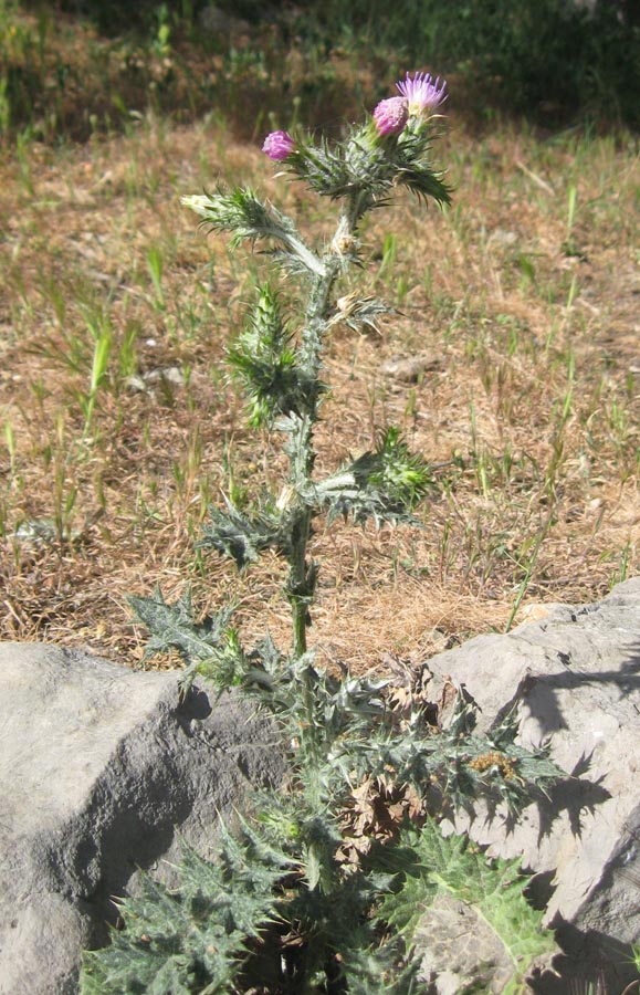 Image of Carduus pycnocephalus specimen.